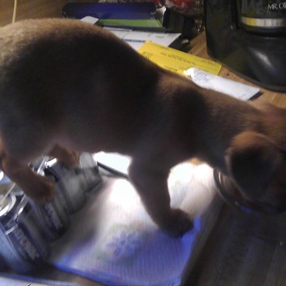 none - Picture 14 of 16